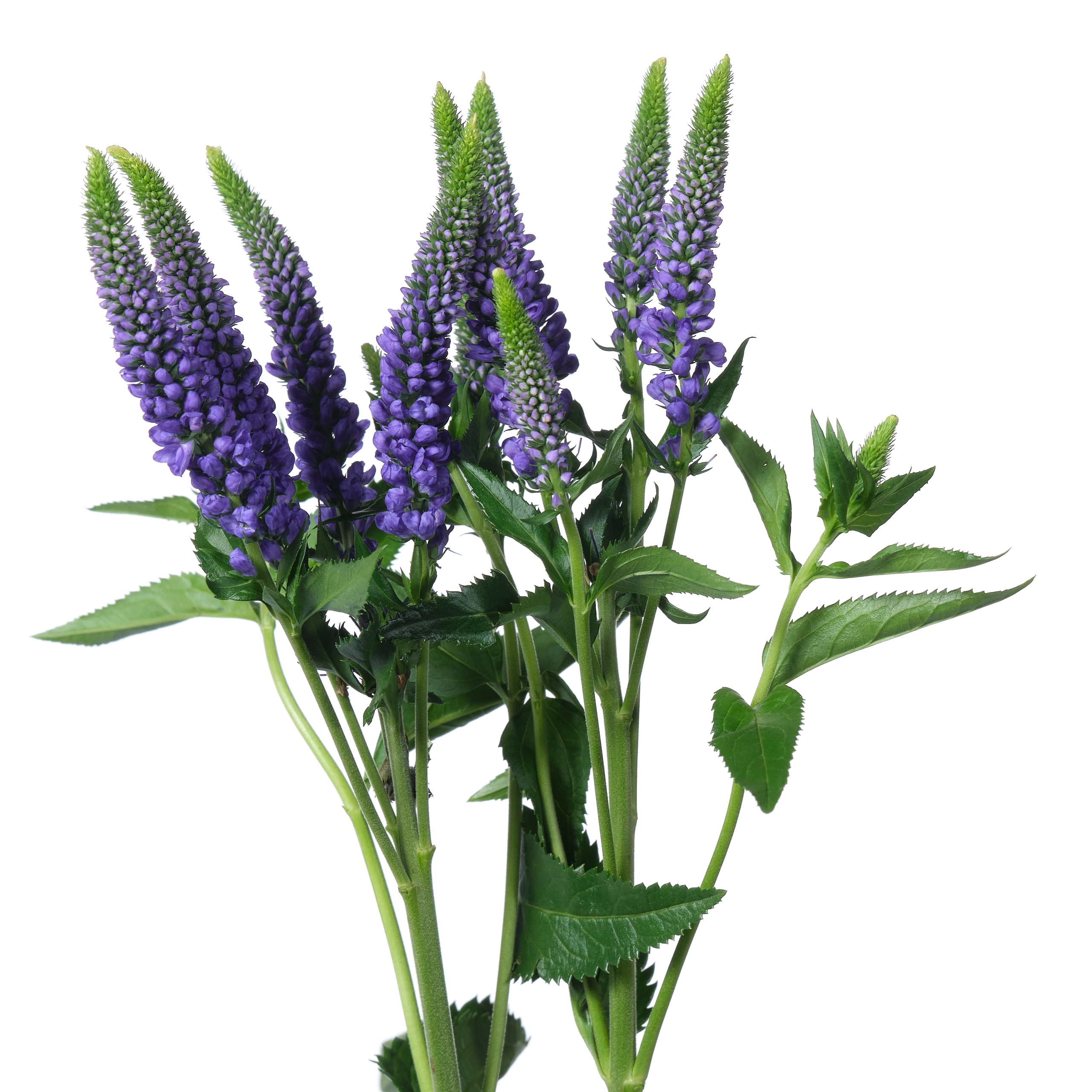 Вероника куст клеа диана