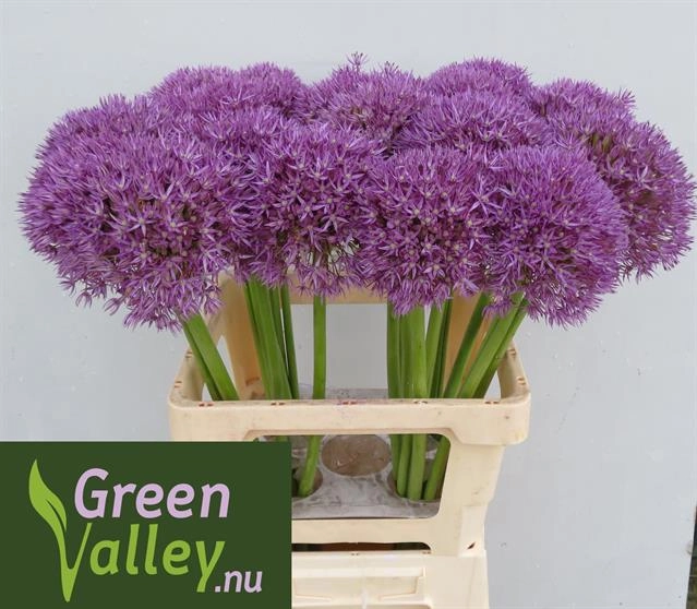 Аллиум гротблюмиг