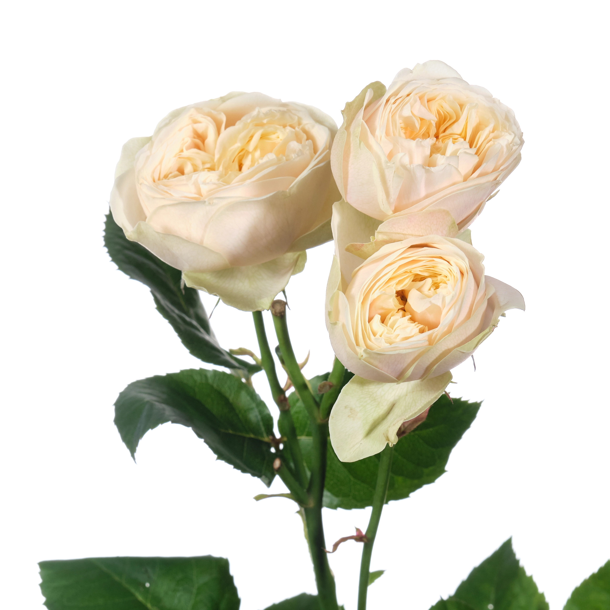 Роза куст дарлингтон