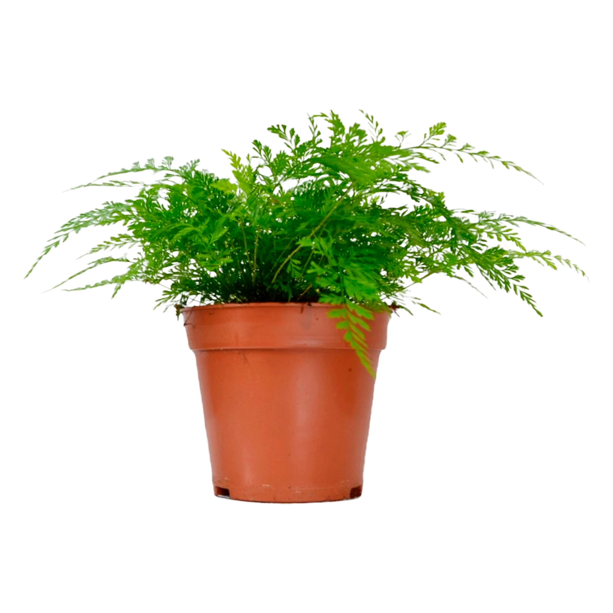 Ледерварен