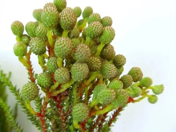 Берцелия абротаноидес янг