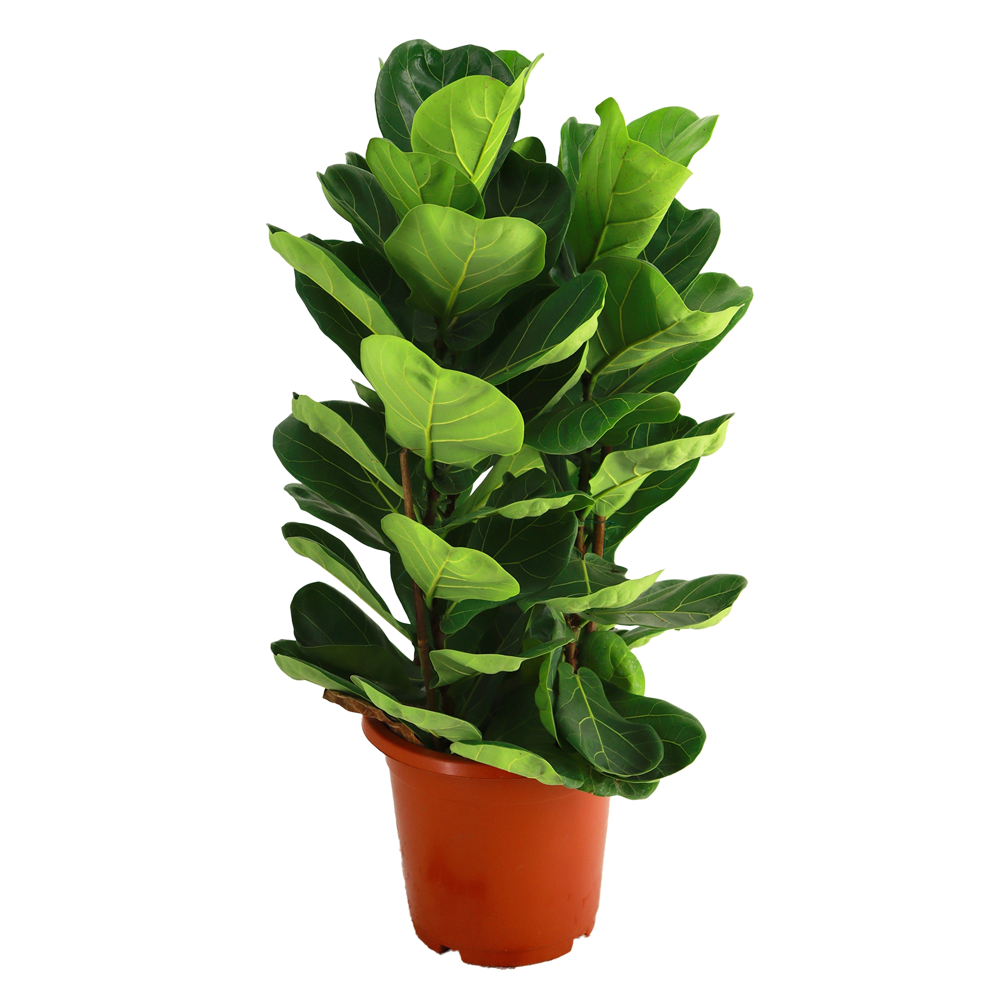 Фикус лирата Бамбино