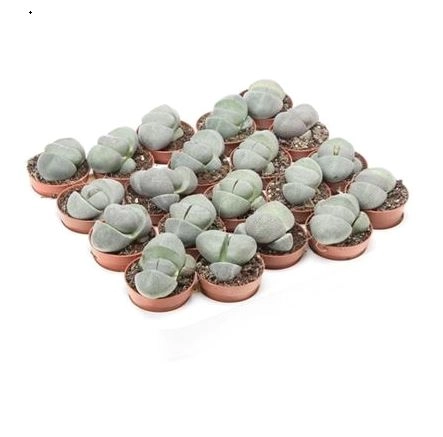 Плейоспилос Неилии Роял Флеш