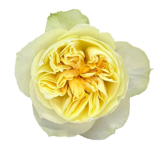 Роза однг антония гарден