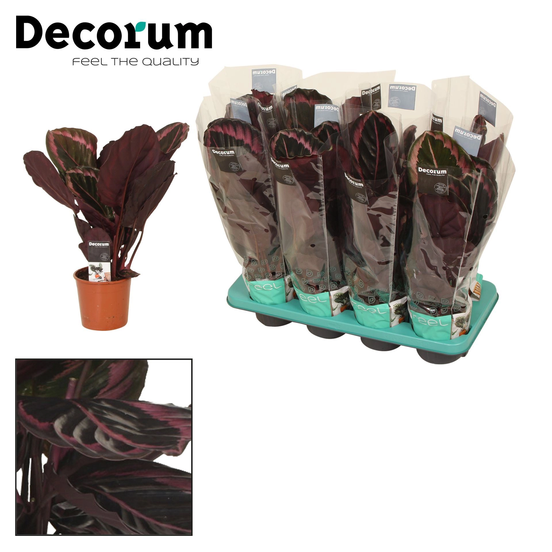 Калатея Литтл Принцесс