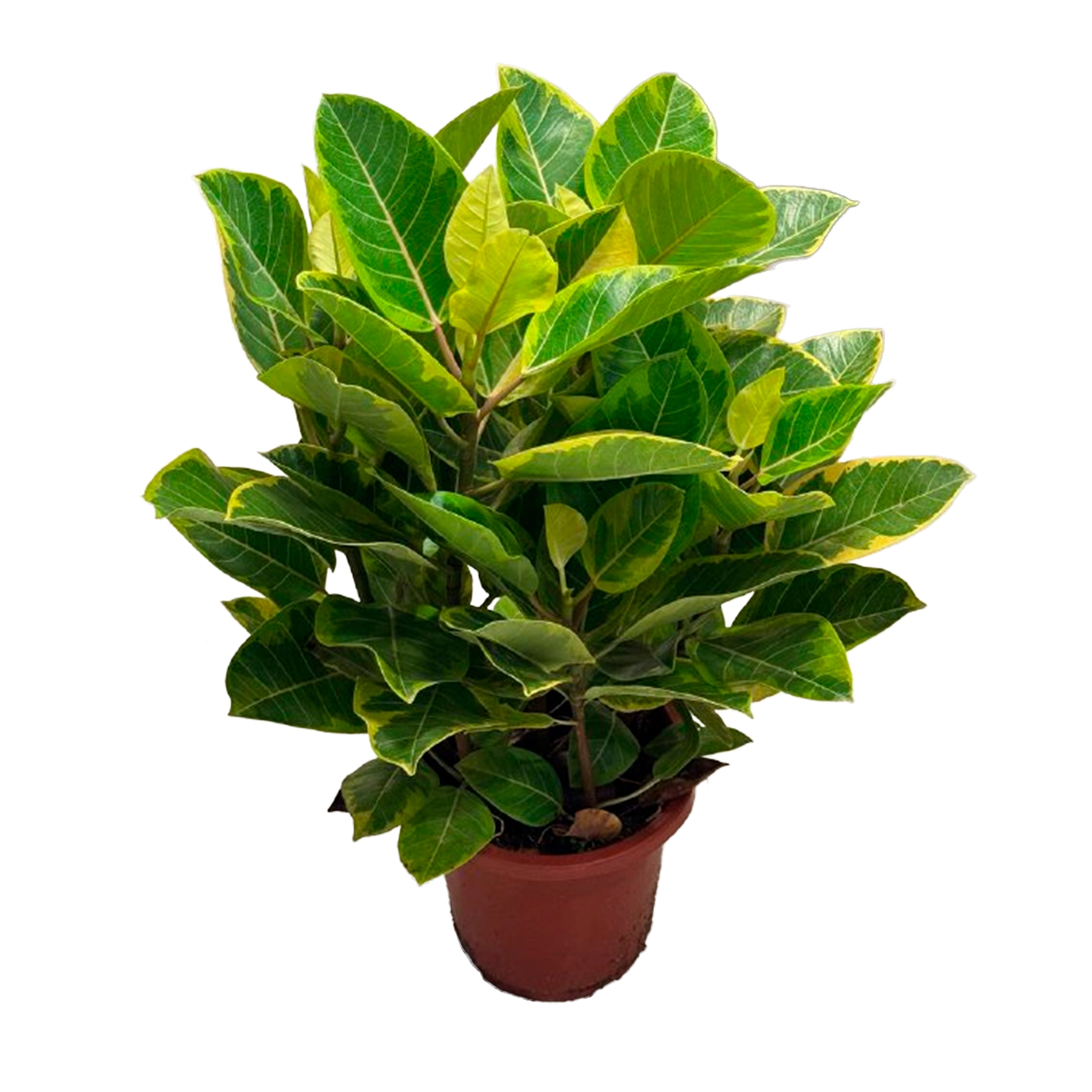 Фикус бенгаленсис Вариегата