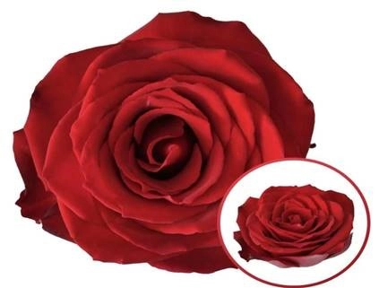 Роза однг мейленд ред