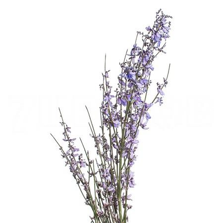 Гениста милка