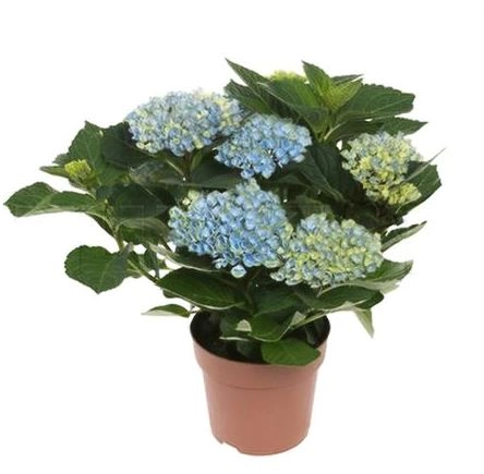 Гортензия Меджикал Революшен