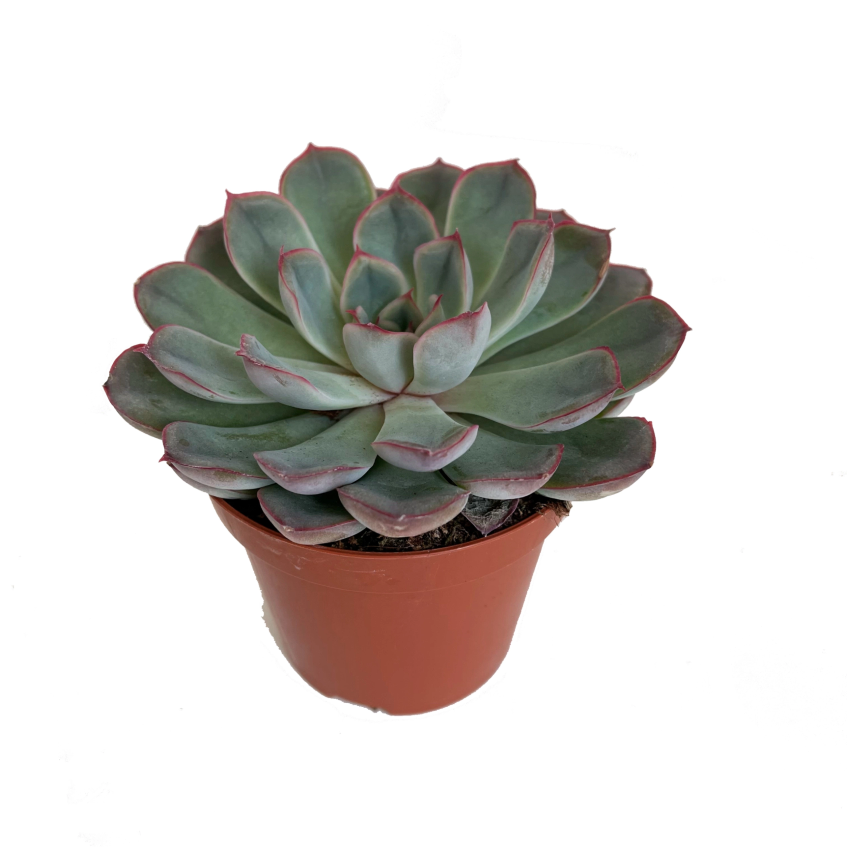 Эхеверия Мистери