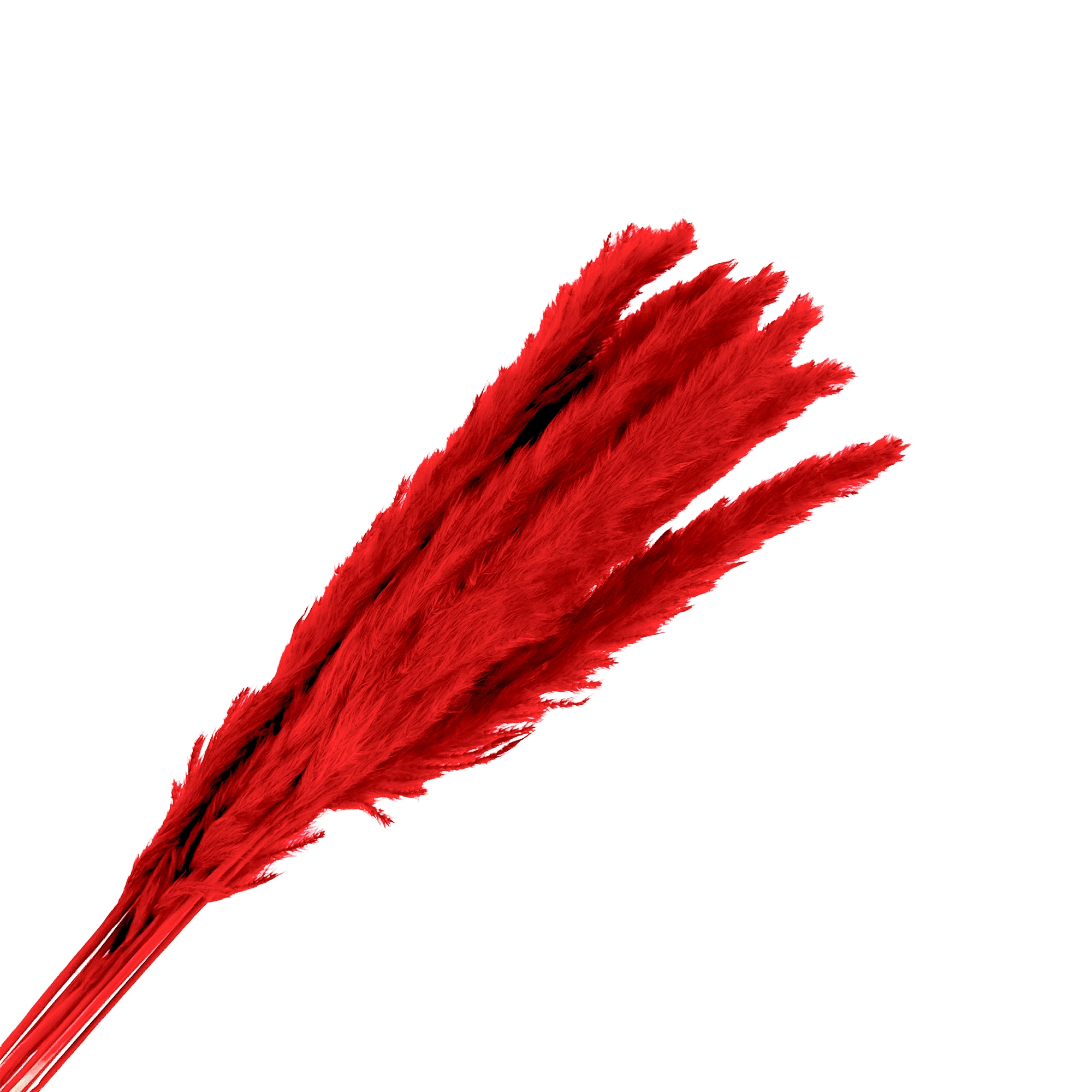 Трава пампасная, H55 см, набор (10 шт) Красный