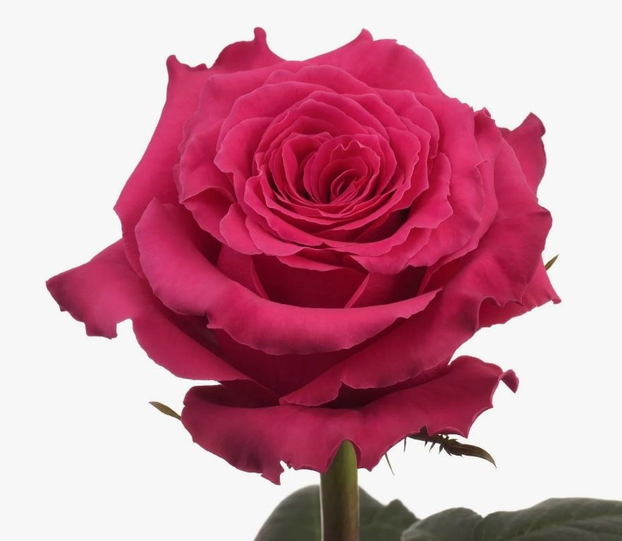 Роза однг фулл монти