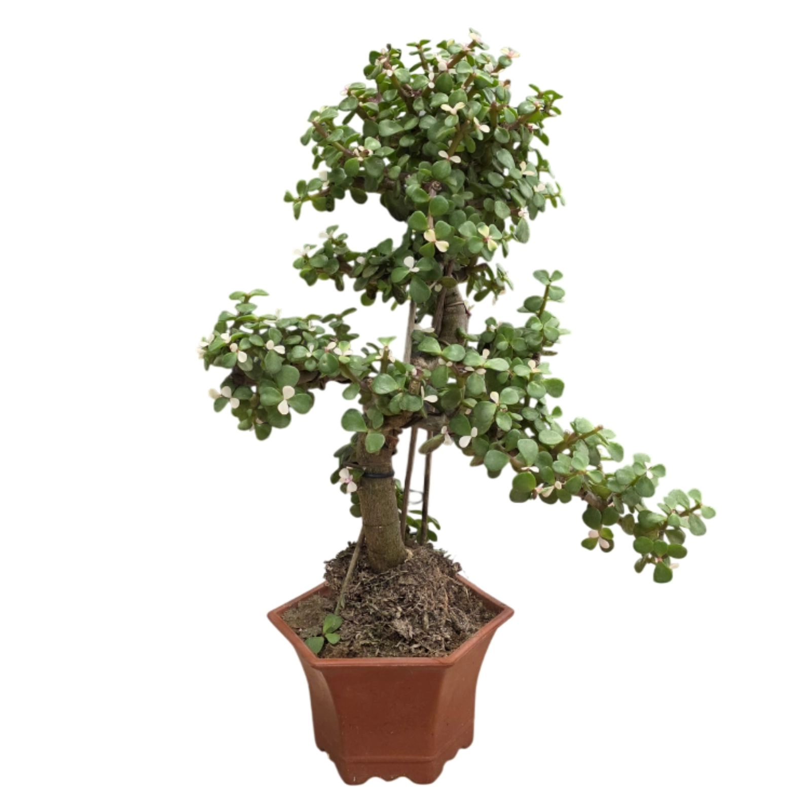 Портулакария Афра бонсай