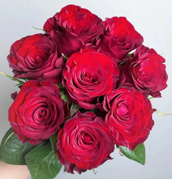 Роза однг плато ред