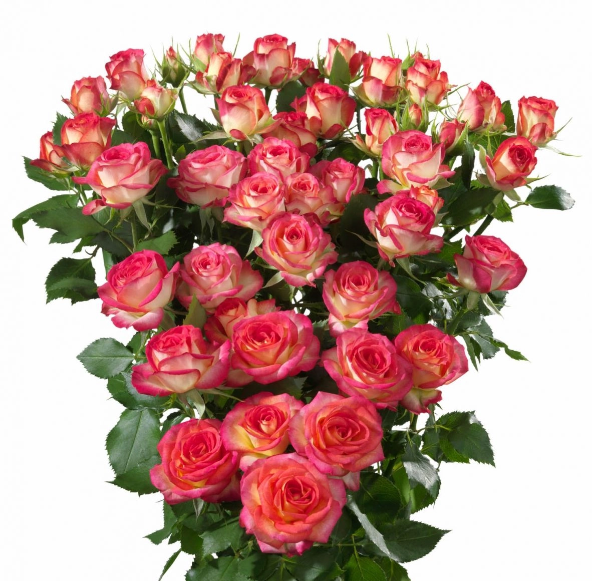 Роза куст самер денс