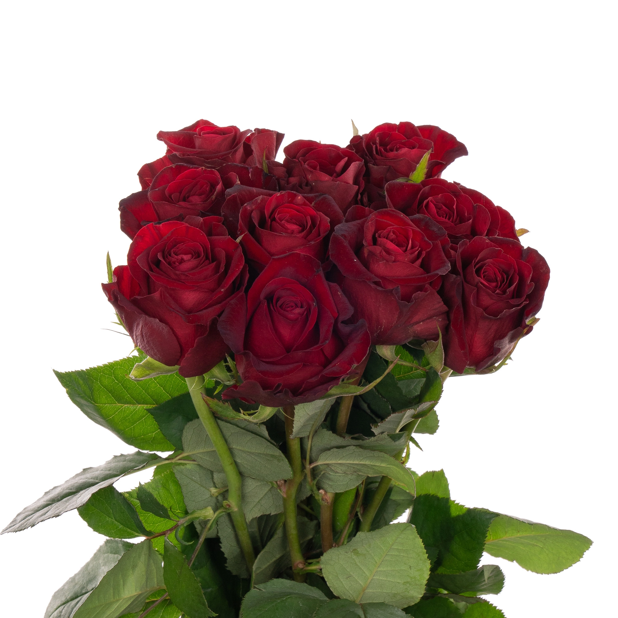 Роза однг кон аморе