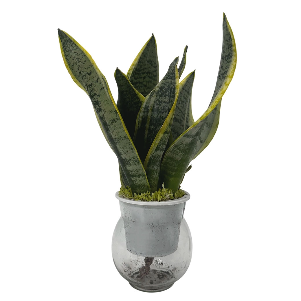 Сансевиерия Лауренти на гидропонике