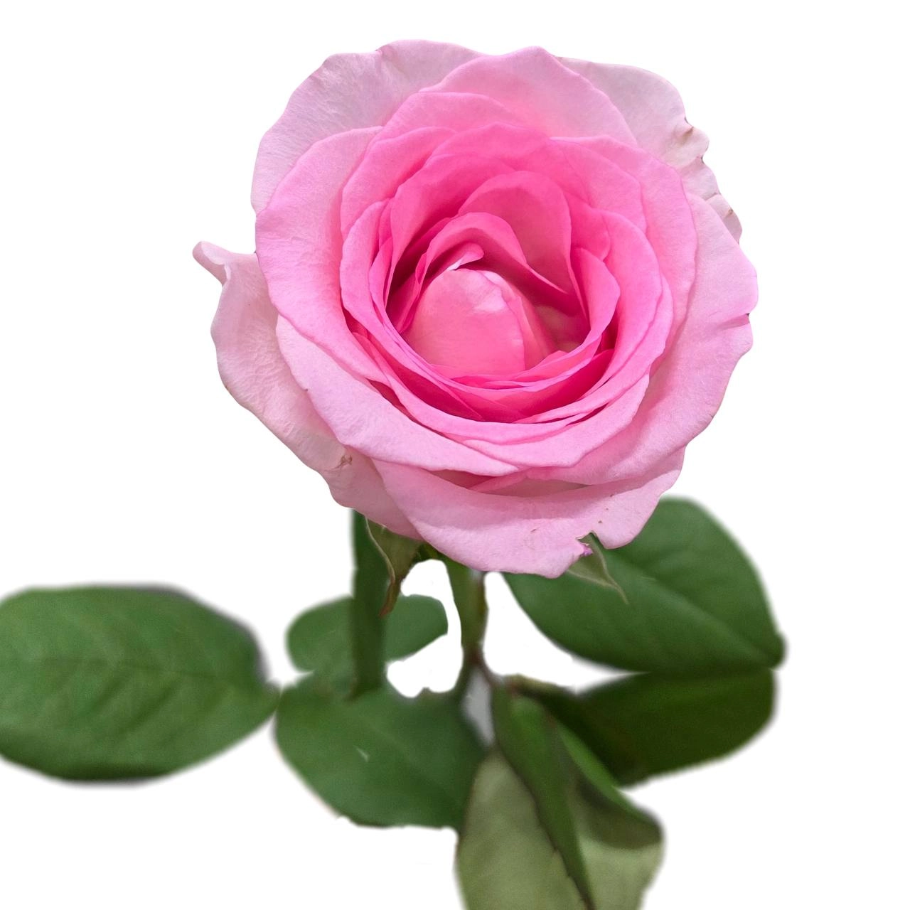 Роза однг годдесс