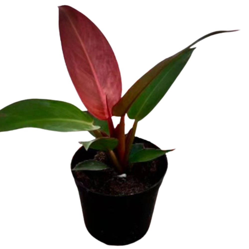 Филодендрон Ред Сан