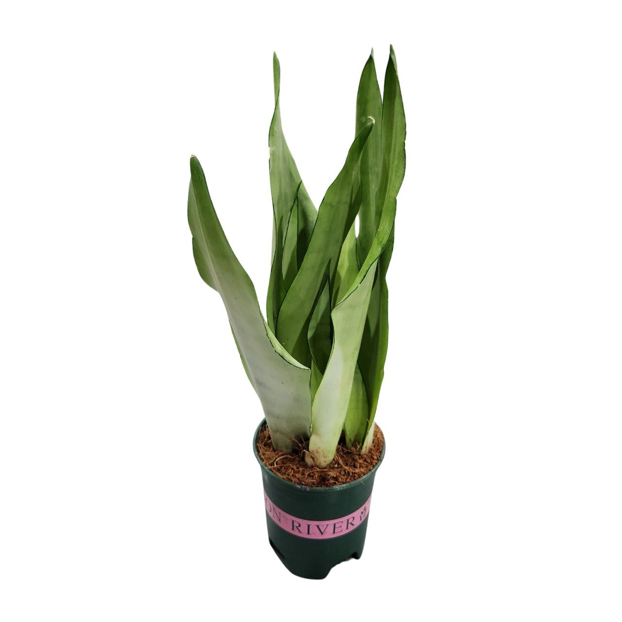 Сансевиерия Муншайн