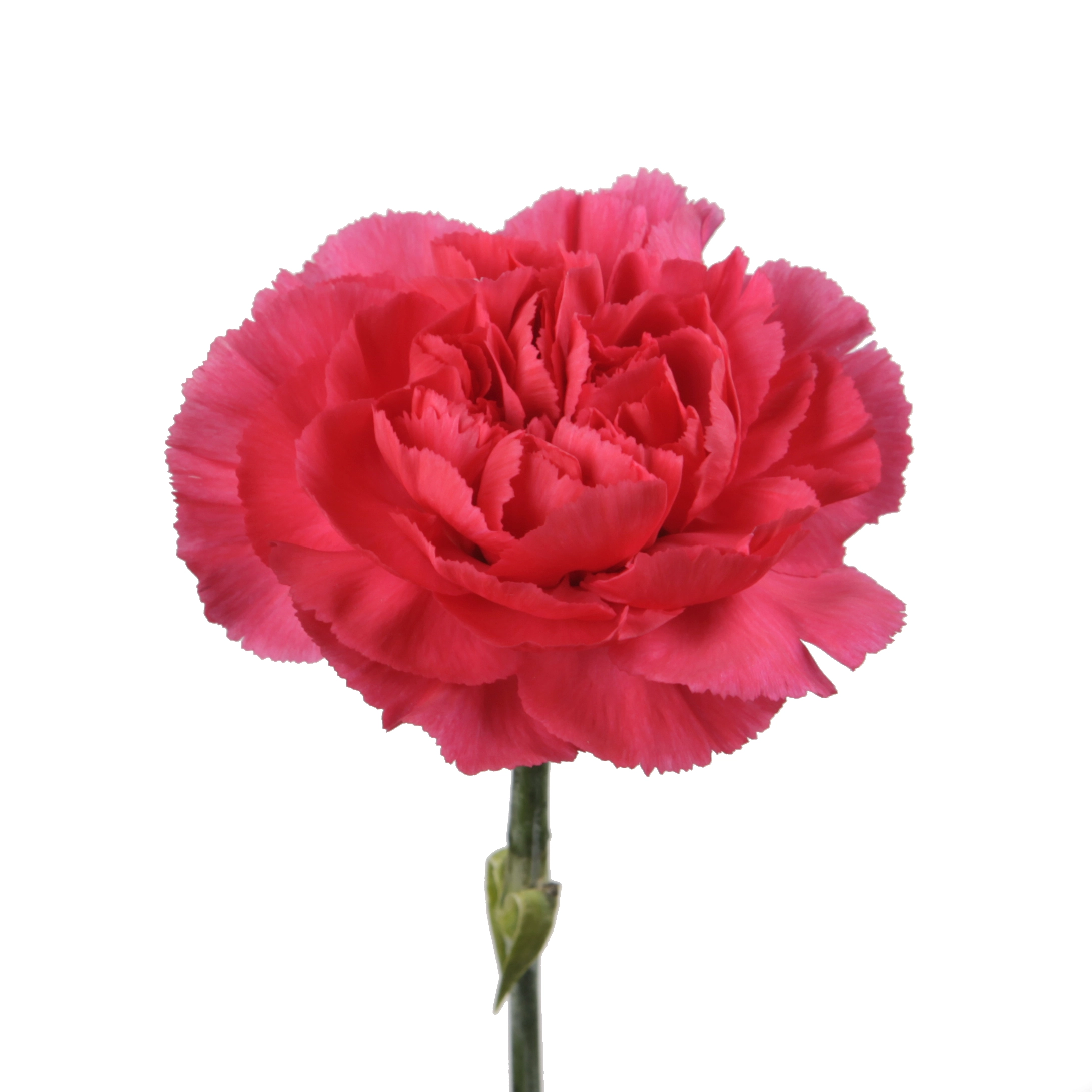 Гвоздика овьедо