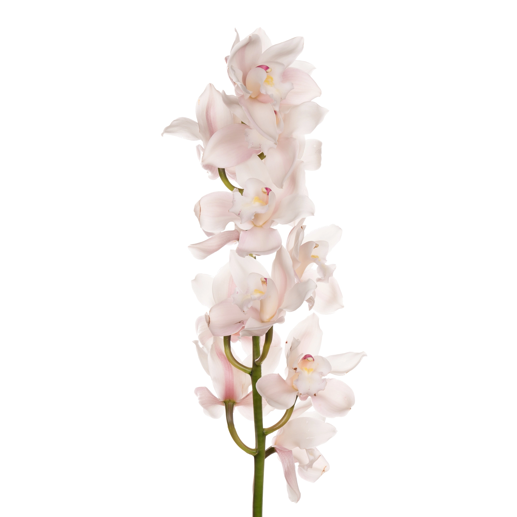 Цимбидиум помпеи