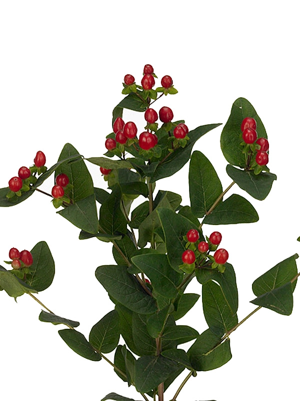 Гиперикум тру романс