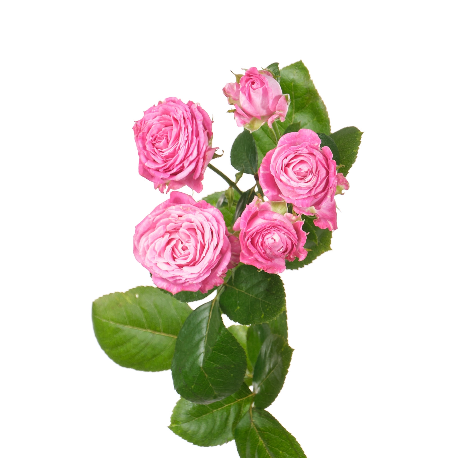 Роза куст леди бомбастик