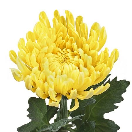 Хризантема однг пётр