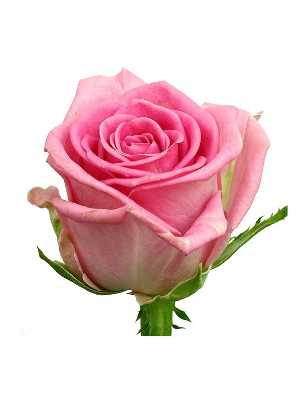 Роза однг пинк лав