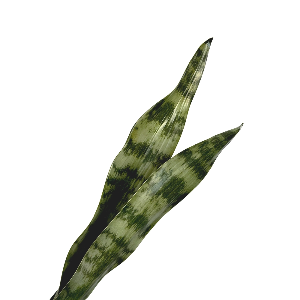 Растение искусственное "Сансевиерия", H60 см Зеленый