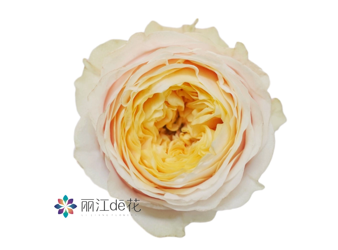 Роза однг питерс парк