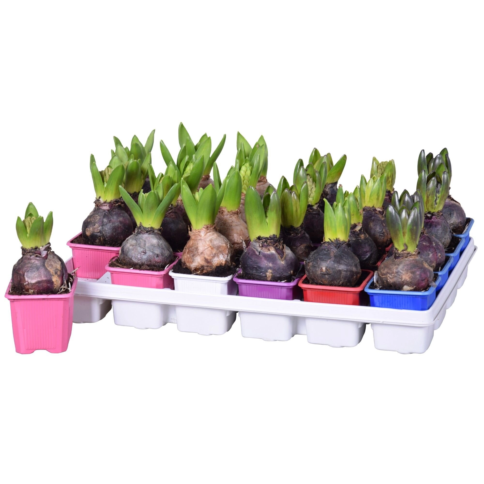 Гиацинт Микс 4 лук.