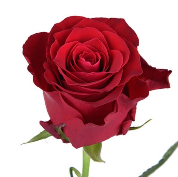 Роза однг родос