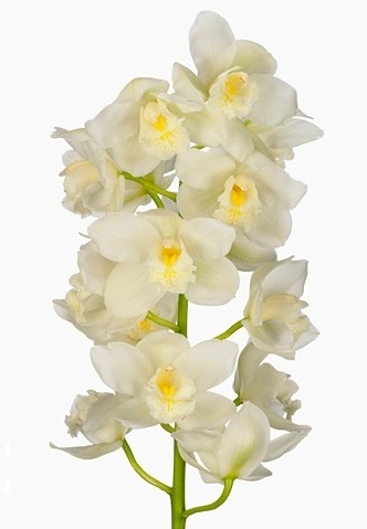 Цимбидиум супер нова