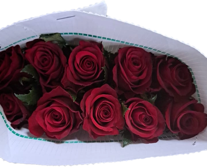 Роза однг монца