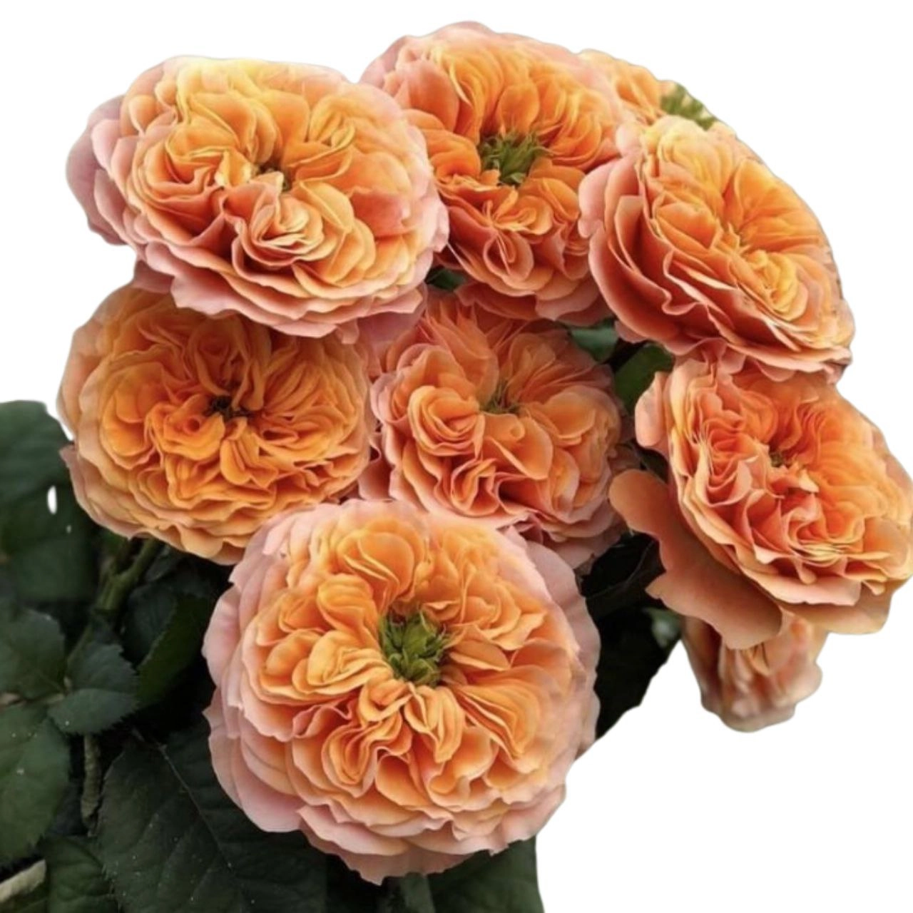 Роза гр санни экспрешен