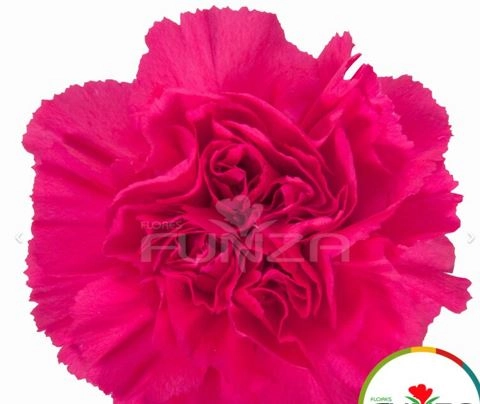 Гвоздика зепеллин