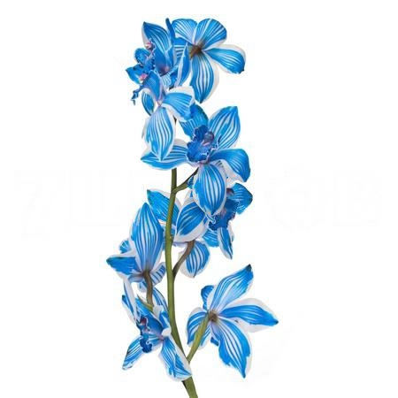 Цимбидиум краш. микс