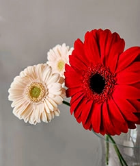 Гербера / Гермини