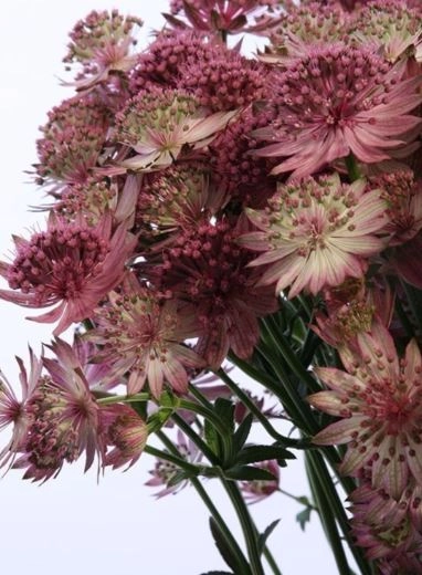 Астранция рим