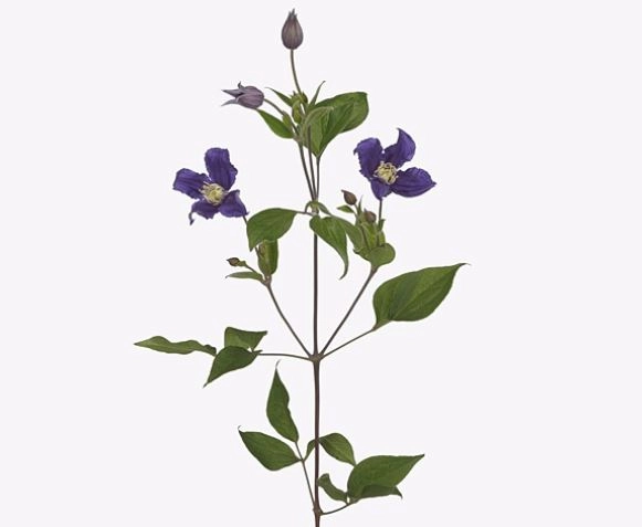 Клематис эмейзинг сидней