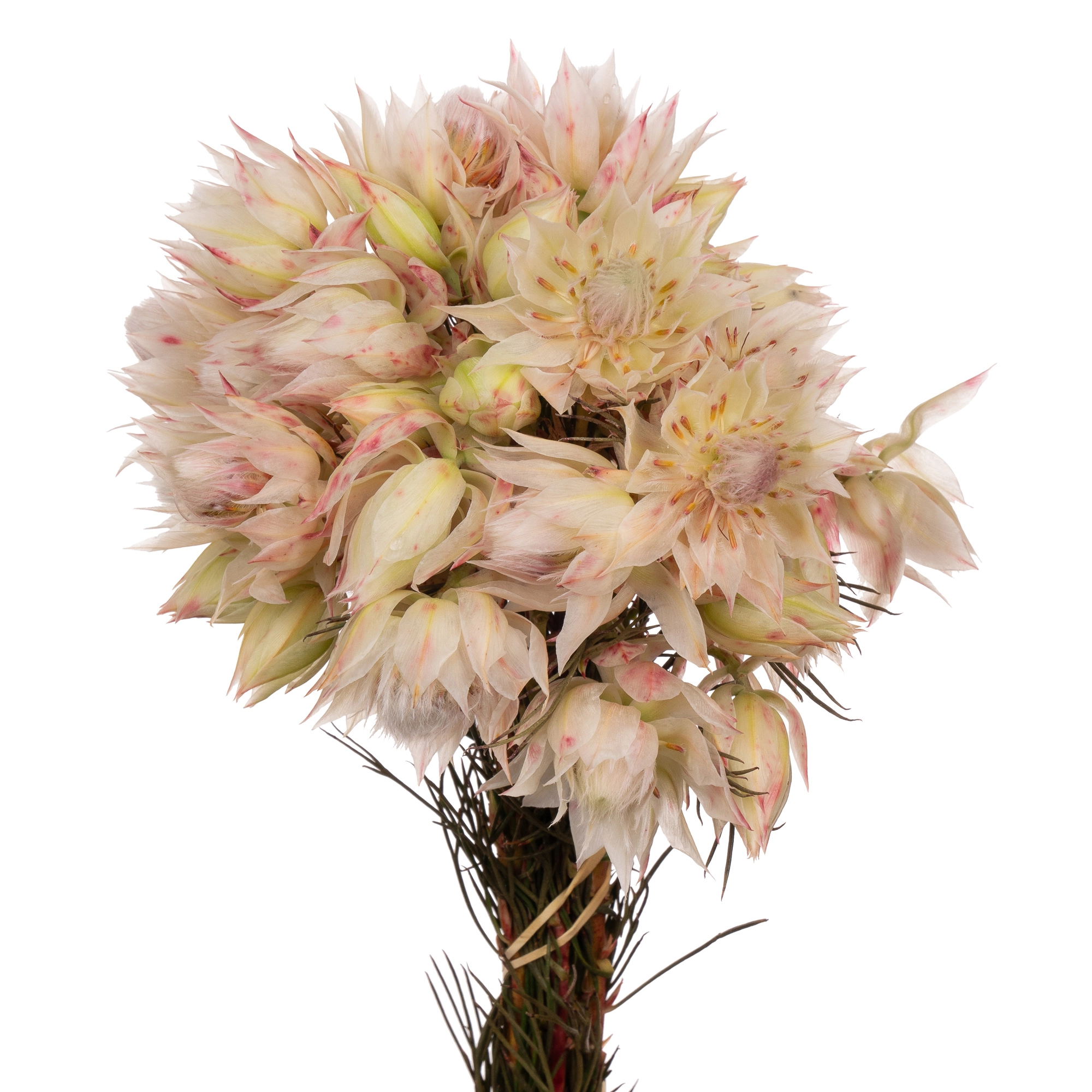 Серрурия блашинг брайд белая