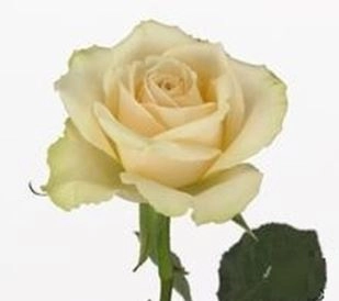 Роза однг крем кап