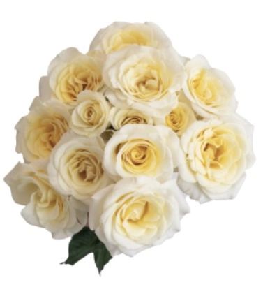 Роза куст нью мун