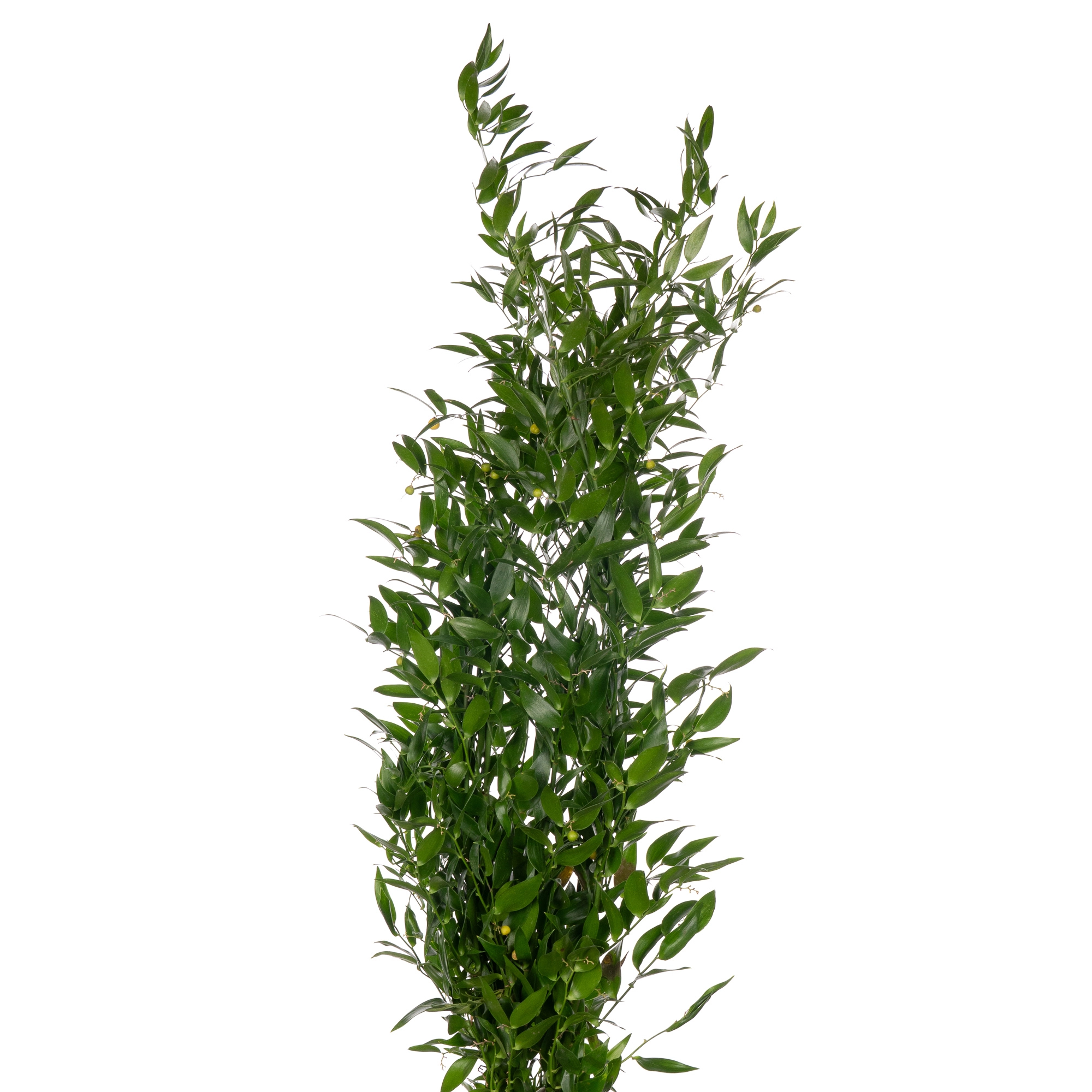 Листья Рускус медиум (пучок)