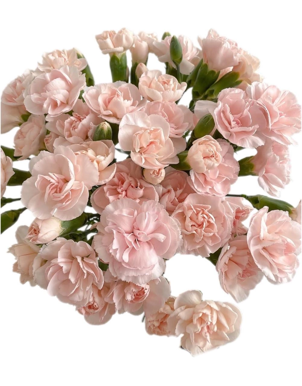 Гвоздика куст флитинг еарс