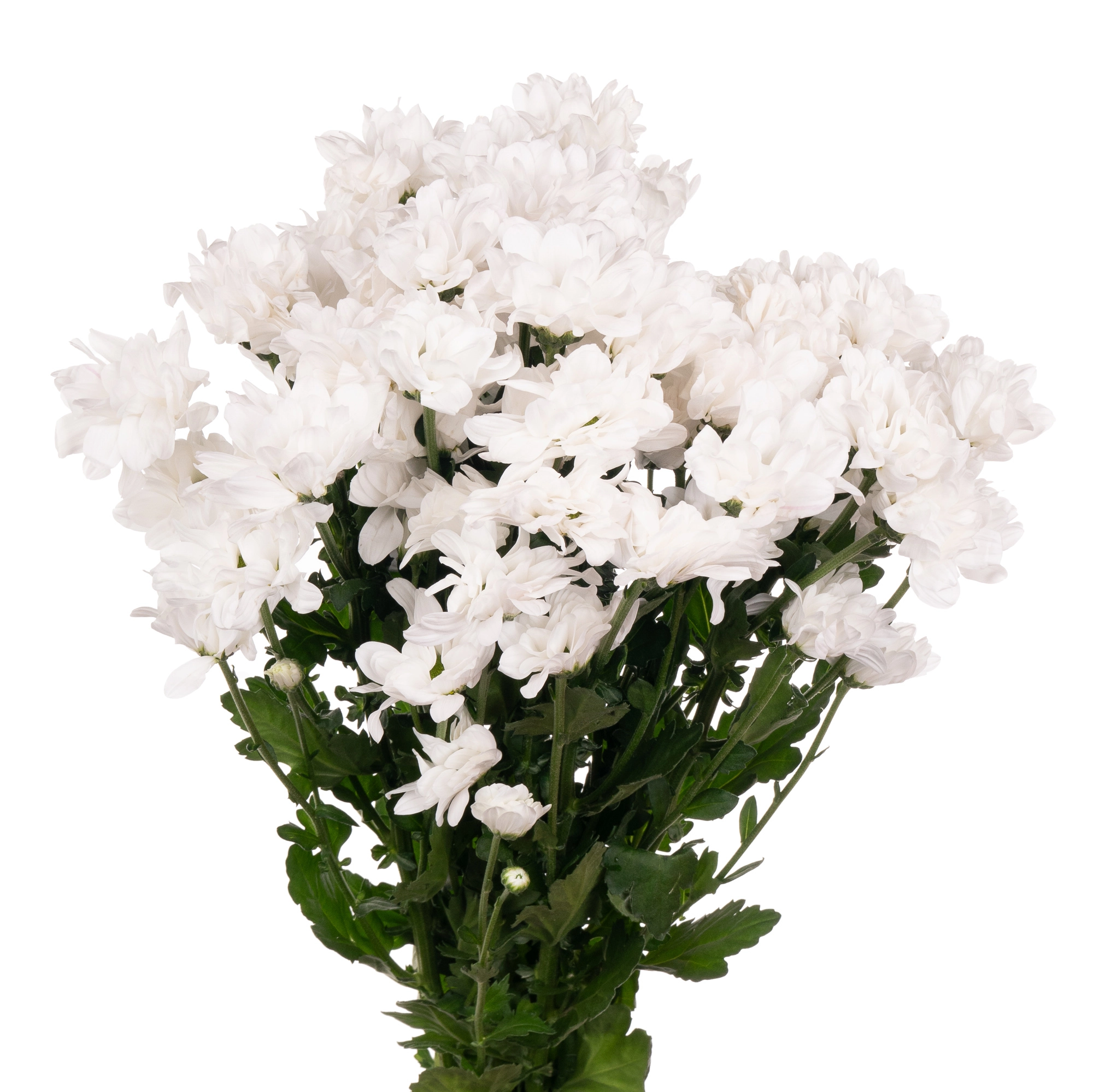 Хризантема куст кеннеди