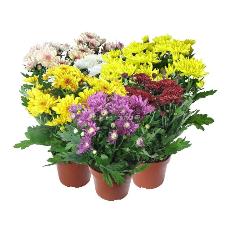 Хризантема Микс