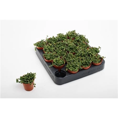 Сенецио Роулеанус